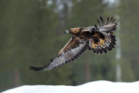 Aquila - Golden eagle (Aquila chrysaetos)