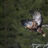 Aquila - Golden eagle (Aquila chrysaetos)