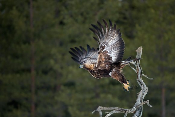 Aquila - Golden eagle (Aquila chrysaetos)