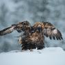 Aquila - Golden eagle (Aquila chrysaetos)