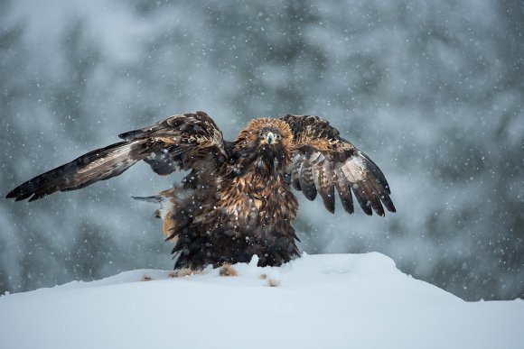 Aquila - Golden eagle (Aquila chrysaetos)