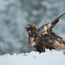 Aquila - Golden eagle (Aquila chrysaetos)