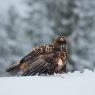 Aquila - Golden eagle (Aquila chrysaetos)