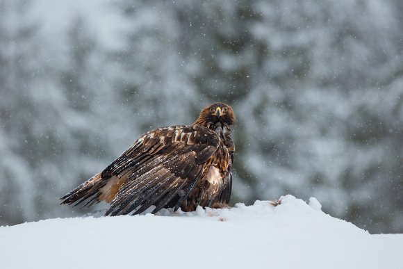 Aquila - Golden eagle (Aquila chrysaetos)