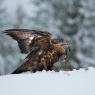 Aquila - Golden eagle (Aquila chrysaetos)