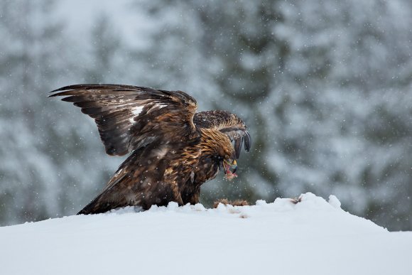Aquila - Golden eagle (Aquila chrysaetos)