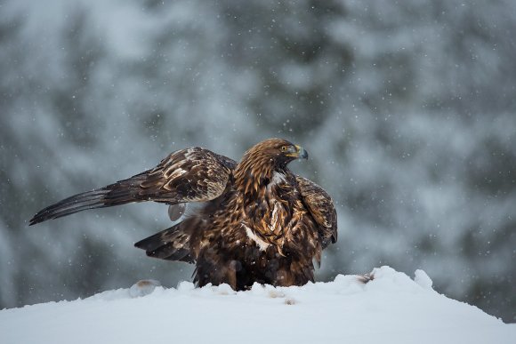 Aquila - Golden eagle (Aquila chrysaetos)