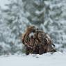 Aquila - Golden eagle (Aquila chrysaetos)