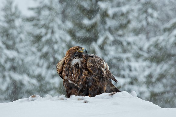 Aquila - Golden eagle (Aquila chrysaetos)