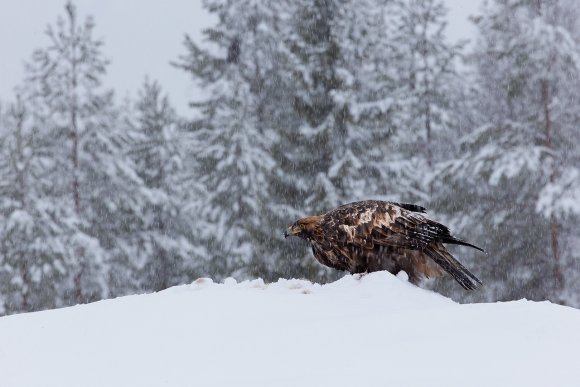 Aquila - Golden eagle (Aquila chrysaetos)