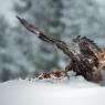 Aquila - Golden eagle (Aquila chrysaetos)