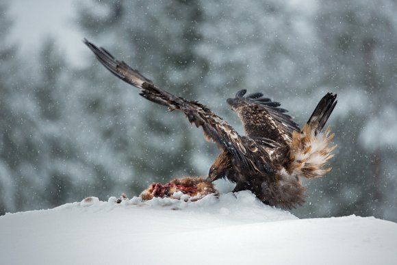 Aquila - Golden eagle (Aquila chrysaetos)