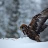 Aquila - Golden eagle (Aquila chrysaetos)