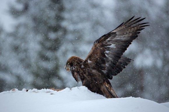 Aquila - Golden eagle (Aquila chrysaetos)