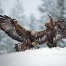 Aquila - Golden eagle (Aquila chrysaetos)