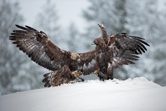 Aquila - Golden eagle (Aquila chrysaetos)