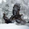 Aquila - Golden eagle (Aquila chrysaetos)