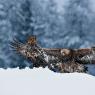 Aquila - Golden eagle (Aquila chrysaetos)