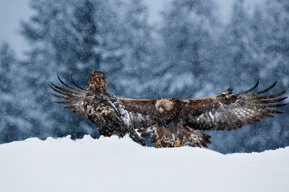 Aquila - Golden eagle (Aquila chrysaetos)