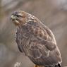 Poiana - Common buzzard (Buteo buteo)