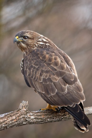 Poiana - Common buzzard (Buteo buteo)