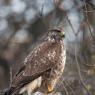 Poiana - Common buzzard (Buteo buteo)