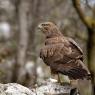 Poiana - Common buzzard (Buteo buteo)