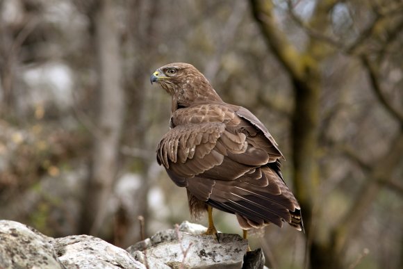 Poiana - Common buzzard (Buteo buteo)