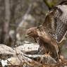 Poiana - Common buzzard (Buteo buteo)