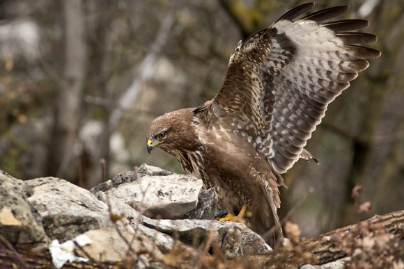 Poiana - Common buzzard (Buteo buteo)