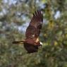 Falco di palude - Marsh Harrier (Circus aeruginosus)