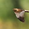 Falco di palude - Marsh Harrier (Circus aeruginosus)