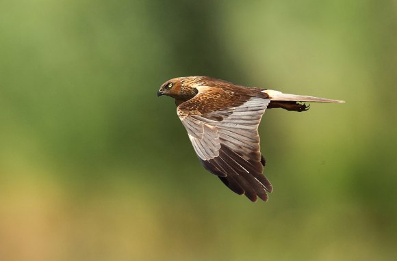 Falco di palude - Marsh Harrier (Circus aeruginosus)