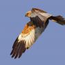 Falco di palude - Marsh Harrier (Circus aeruginosus)