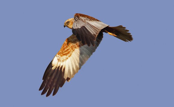 Falco di palude - Marsh Harrier (Circus aeruginosus)