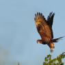 Falco Pecchiaiolo - European honey buzzard (Pernis apivorus)