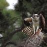 Falco pescatore - Osprey (Pandion haliaetus)