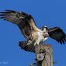 Falco pescatore - Osprey (Pandion haliaetus)