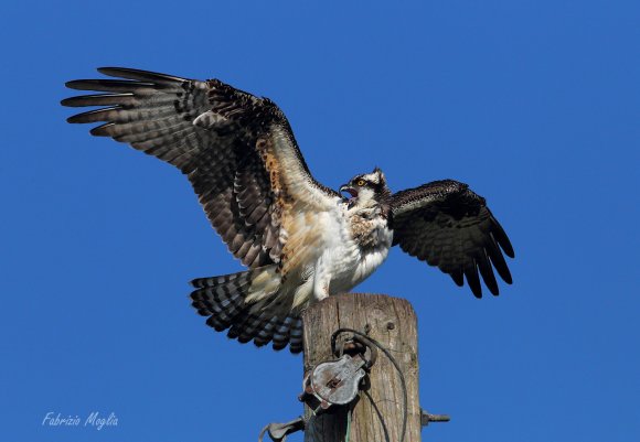 Falco pescatore - Osprey (Pandion haliaetus)