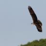 Falco pescatore - Osprey (Pandion haliaetus)