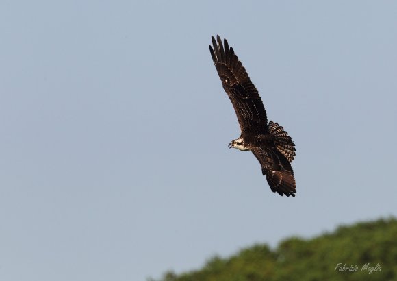 Falco pescatore - Osprey (Pandion haliaetus)