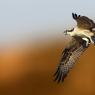 Falco pescatore - Osprey (Pandion haliaetus)