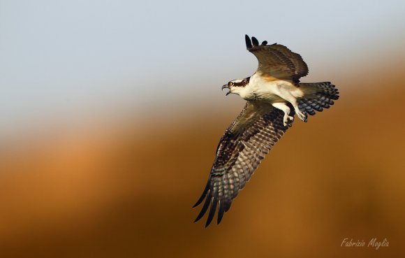 Falco pescatore - Osprey (Pandion haliaetus)