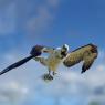 Falco pescatore - Osprey (Pandion haliaetus)