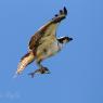 Falco pescatore - Osprey (Pandion haliaetus)