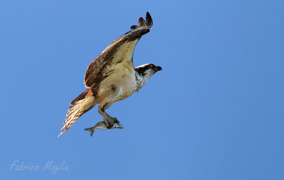 Falco pescatore - Osprey (Pandion haliaetus)