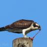 Falco pescatore - Osprey (Pandion haliaetus)