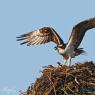 Falco pescatore - Osprey (Pandion haliaetus)