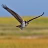 Falco pescatore - Osprey (Pandion haliaetus)