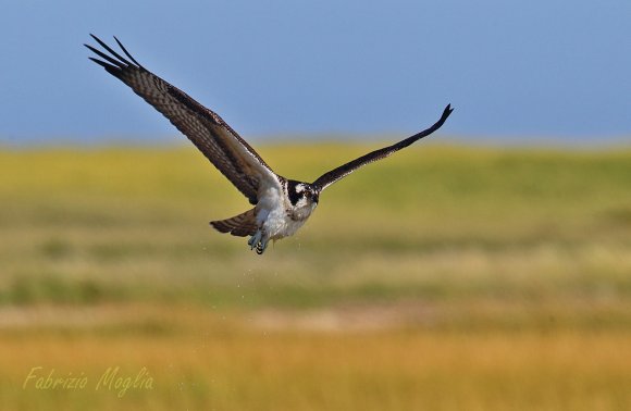 Falco pescatore - Osprey (Pandion haliaetus)